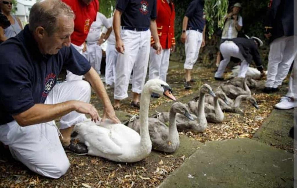 The Queen owns all the unmarked swans in the UK