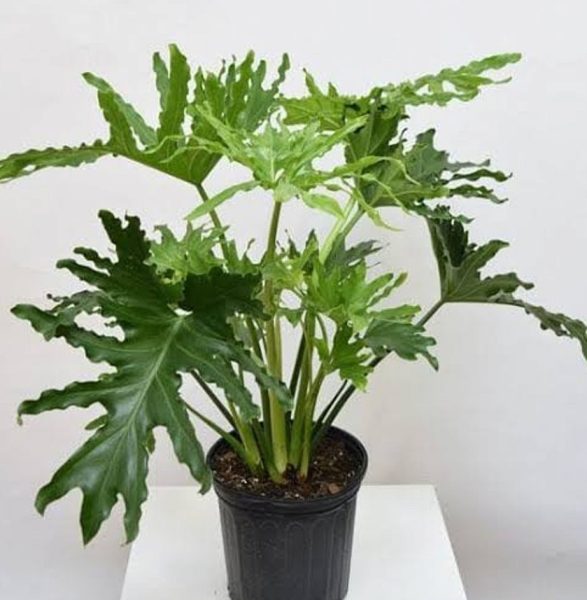 Cutleaf Philodendron Plants