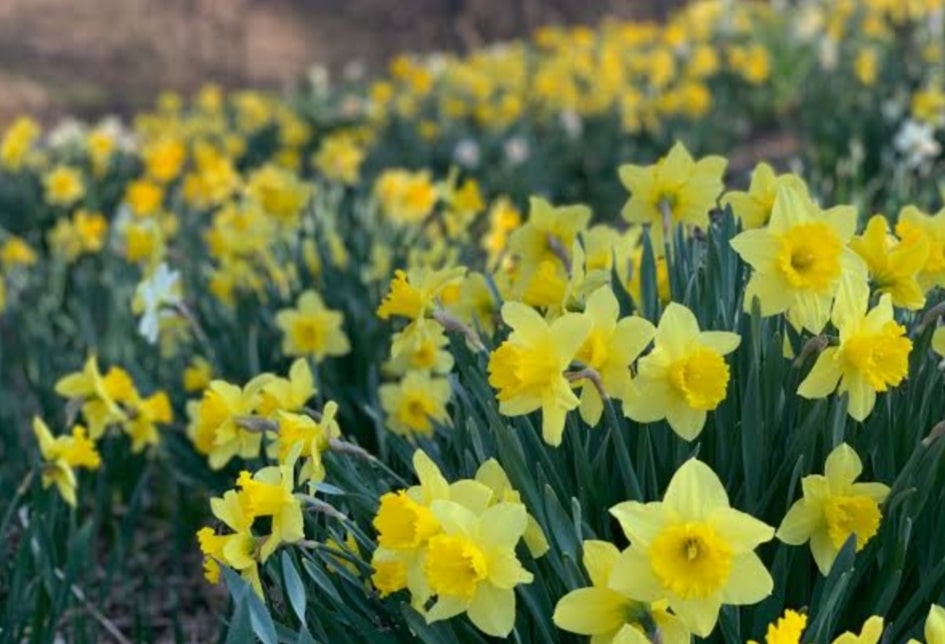 Daffodils Plants