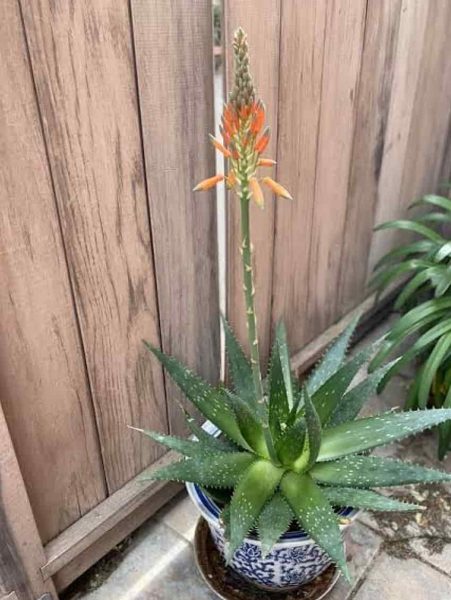 How to Get Your Aloe Vera to Flower