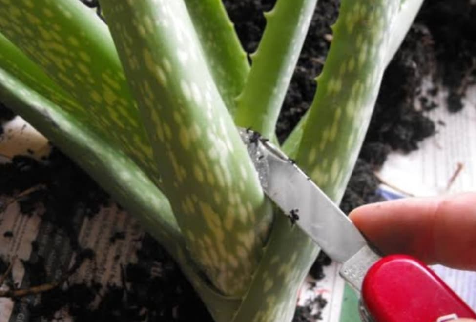 Removing & Replanting Aloe Vera Offsets