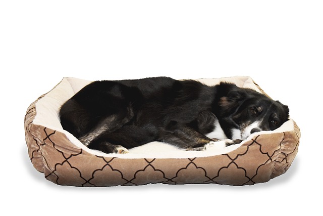 Dog Beds 