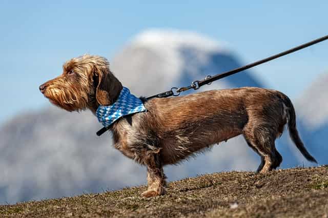 Best Leashes for every type of Dog