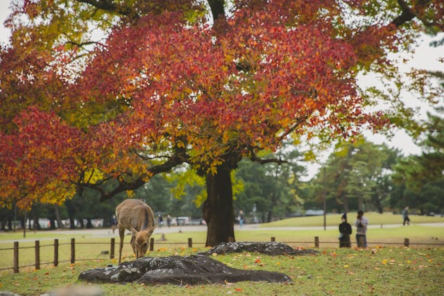 Nara